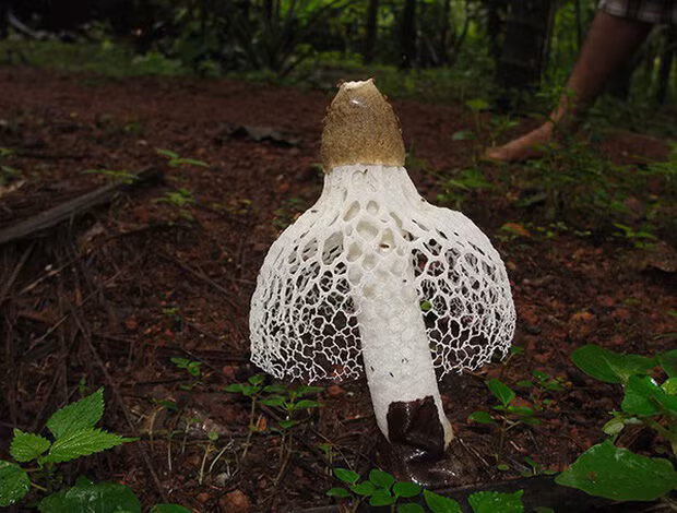 Top 6 loại nấm đắt đỏ bật nhất hiện nay-12