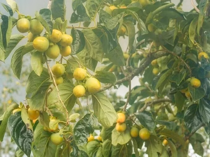 Vườn hồng trĩu quả của vợ chồng 'bỏ phố lên núi' - 7