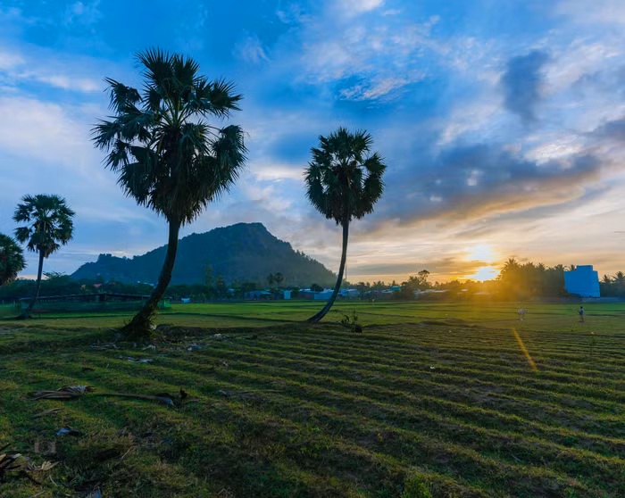 Cây thốt nốt An Giang
