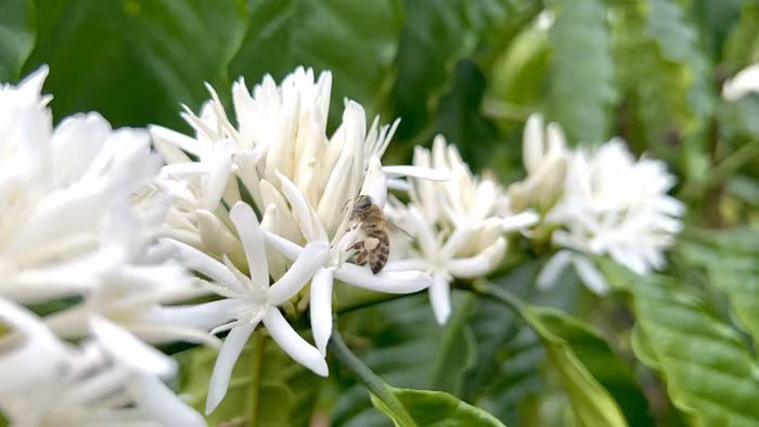 Cuộc thi pha chế cà phê đặc sản Việt Nam 2023 - Viet Nam amazing brewing master 2023 ảnh 2