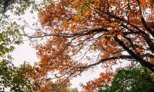 Xuyên rừng nguyên sinh khám phá đỉnh núi mới ở Tà Xùa ảnh 3