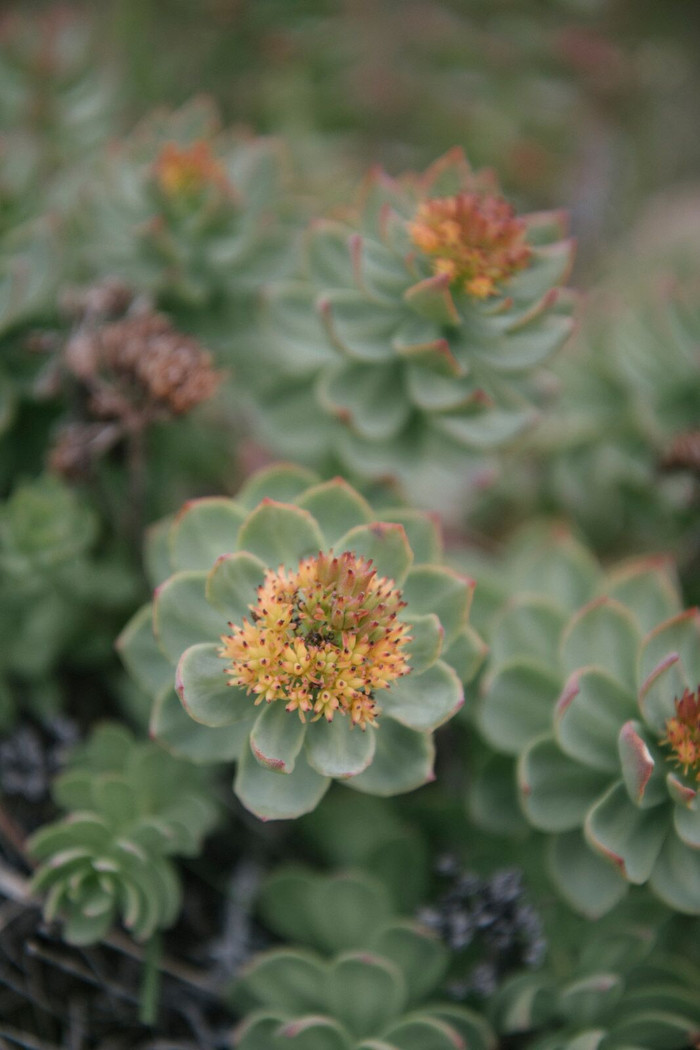 Cận cảnh hòn đảo khiến cựu Tổng thống Mỹ muốn mua - 12