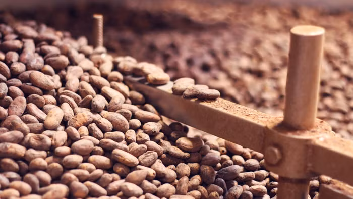 To’ak Chocolate - Loại socola đắt đỏ nhất hành tinh-6