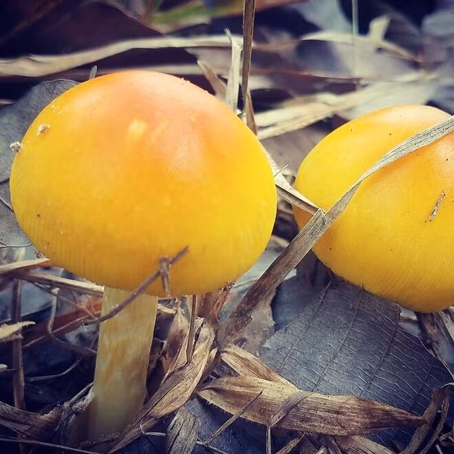 Kỳ lạ đặc sản