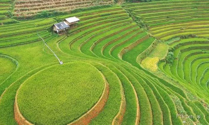 Bản giao hưởng của lúa - 3