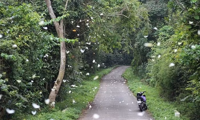 Vườn Quốc Gia Cúc Phương Ninh Bình