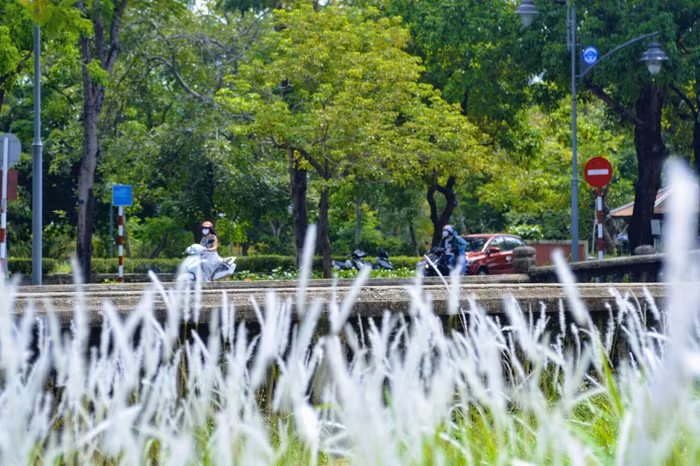 Thảm cỏ tranh đẹp ngẩn ngơ bên Hoàng thành Huế - 4