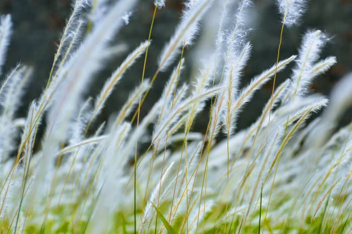 Thảm cỏ tranh đẹp ngẩn ngơ bên Hoàng thành Huế - 7