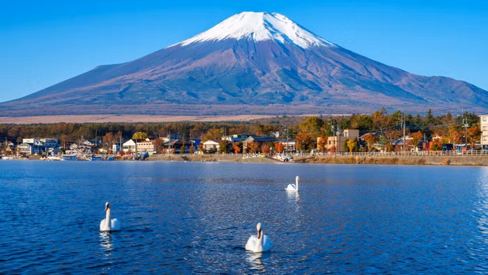 Yamanaka Swan Cruising ivivu 1