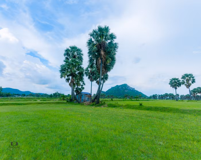 cây thốt nốt