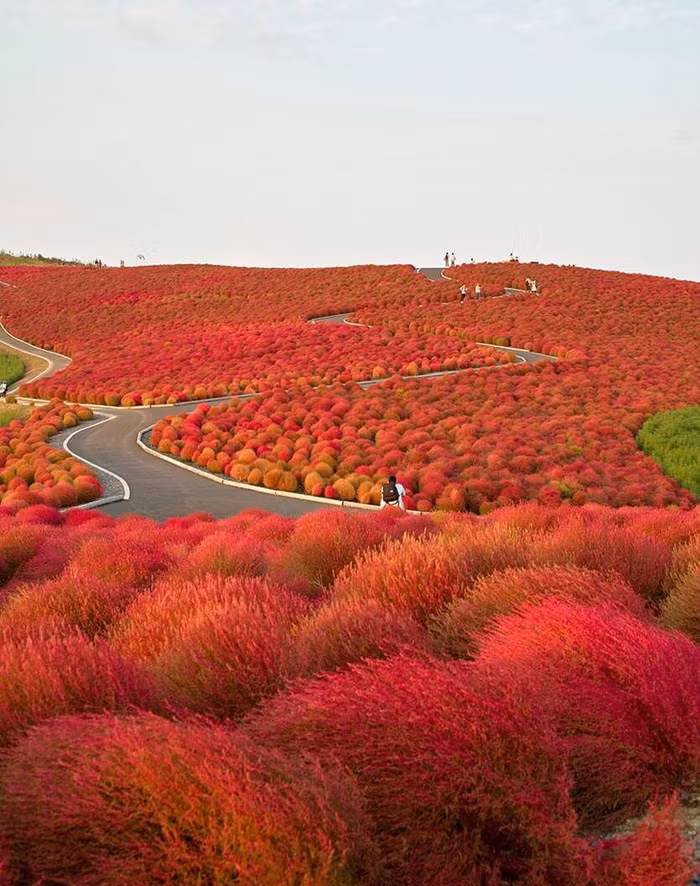 Thiên đường hoa nở quanh năm ở Nhật Bản - 8