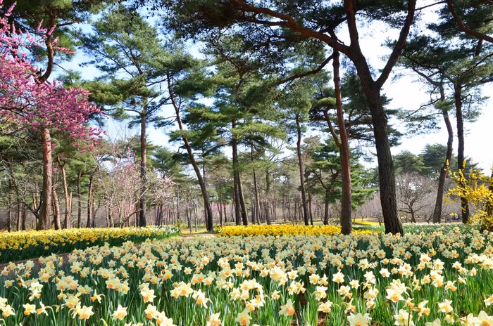 Thiên đường hoa nở quanh năm ở Nhật Bản - 4