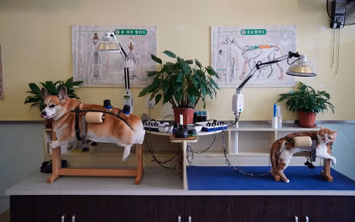 Nhà hàng dành cho thú cưng đầu tiên tại Thượng Hải-9
