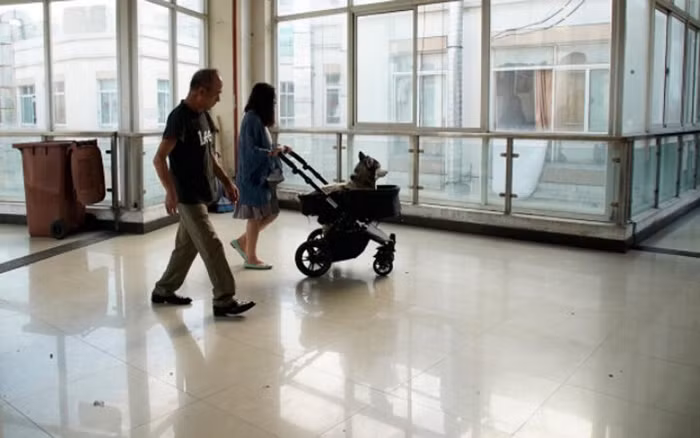 Nhà hàng dành cho thú cưng đầu tiên tại Thượng Hải-8