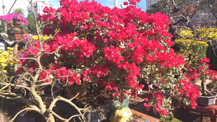 Đắk Lắk: Sắc Xuân rộn ràng trên mọi nẻo đường ảnh 10