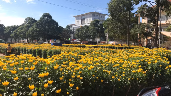 Đắk Lắk: Sắc Xuân rộn ràng trên mọi nẻo đường ảnh 9