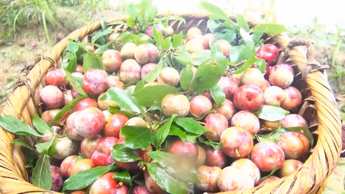 Mùa hoa mận máu đẹp lung linh - 8