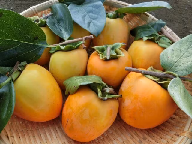 Những điều thú vị về quả hồng, loại trái cây đặc sản của mùa thu Nhật Bản-2