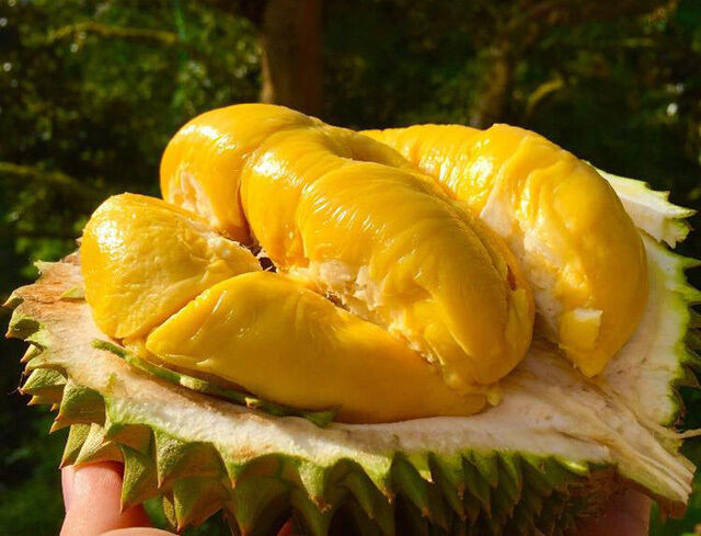 "Mục sở thị" sầu riêng Musang King ngon nhất thế giới, giá 1,5 triệu đồng / kg tại Việt Nam