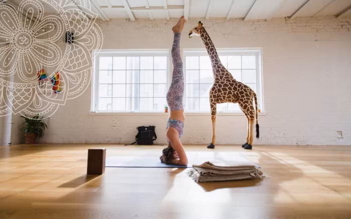 Những lý do bạn nên tập Yoga Headstand ngay hôm nay