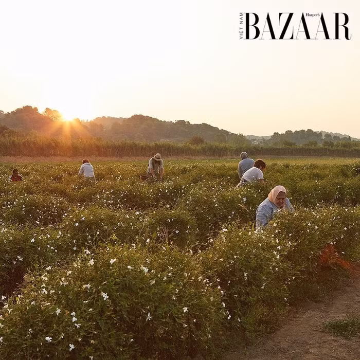 Một ngày du lịch ở Grasse, kinh đô nước hoa của thế giới