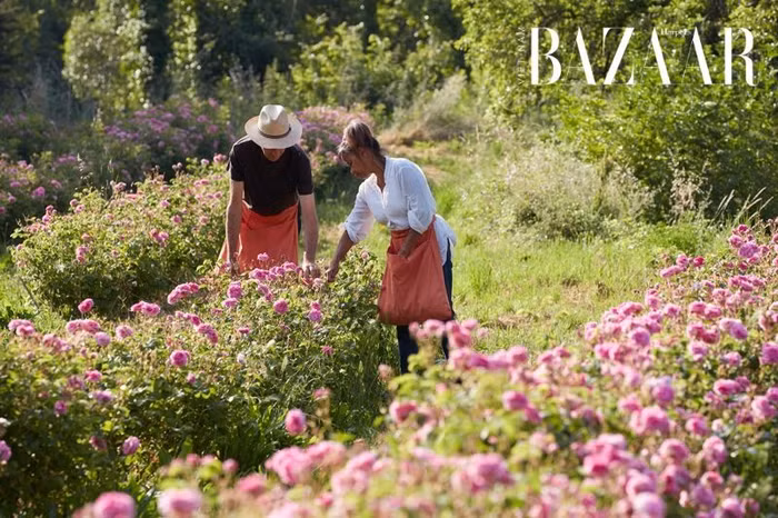 Một ngày du lịch ở Grasse, kinh đô nước hoa của thế giới