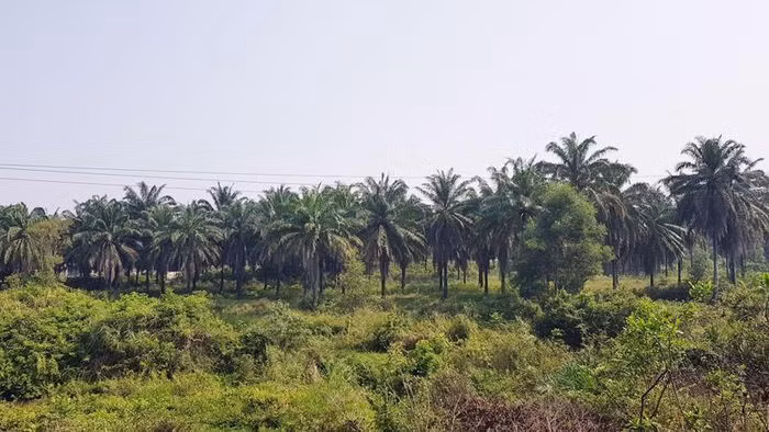 Quảng Trị đồng ý chủ trương lập Dự án công viên Cọ Dầu