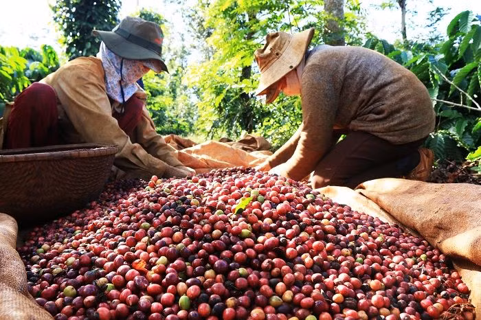 Người dân thu hoạch cà phê