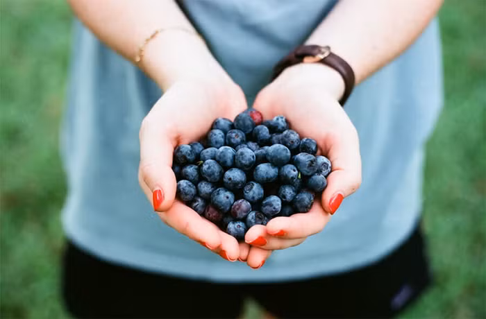 Quả việt quất sở hữu những lợi ích bất ngờ trong việc cải thiện mật độ xương