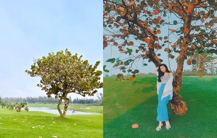 Những cây bàng lá đỏ bao quanh hồ nước tạo nên khung cảnh thơ mộng