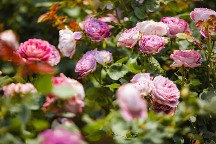 Lễ hội hoa hồng