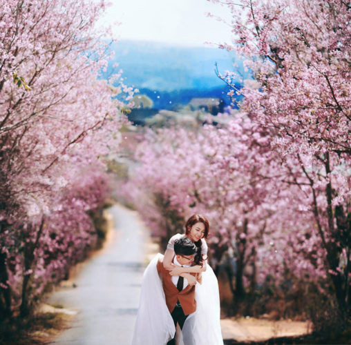 Hà Nội sẽ trồng hơn 4000 cây hoa anh đào ở các công viên ảnh 3