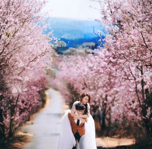 Hà Nội sẽ trồng hơn 4000 cây hoa anh đào ở các công viên ảnh 3