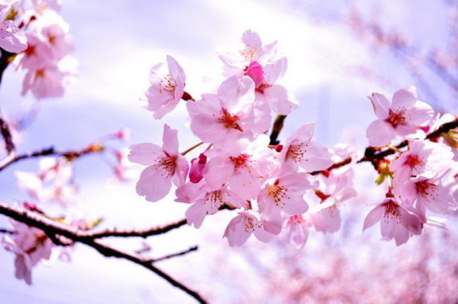 Hà Nội sẽ trồng hơn 4000 cây hoa anh đào ở các công viên ảnh 2