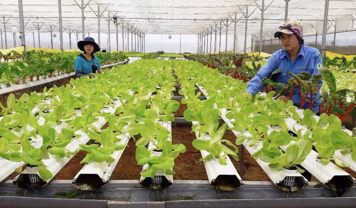 Hà Nội sẽ triển khai 14 dạng mô hình sản xuất nông nghiệp ứng dụng công nghệ cao