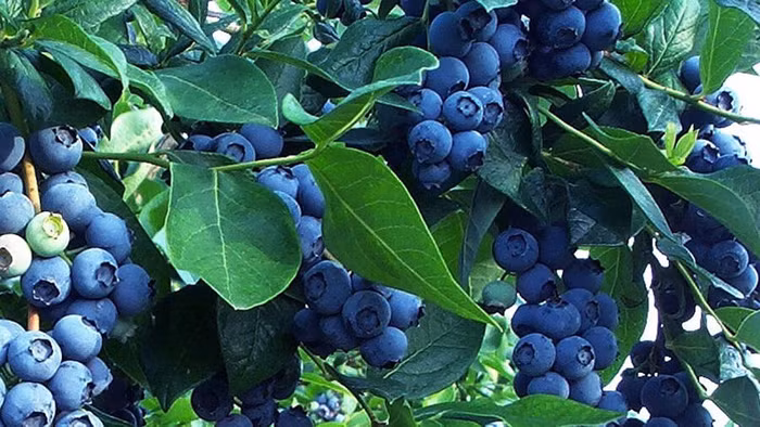 Thứ quả ngoại nhập sở hữu công dụng siêu việt với sức khỏe phụ nữ ảnh 3