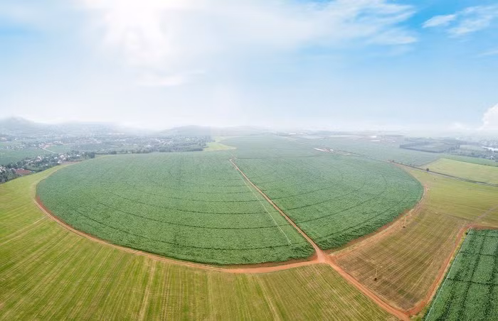 Những cánh đồng nguyên liệu rộng lớn của TH tại Nghĩa Đàn, Nghệ An, mở đầu quy trình chăn nuôi khép kín quy mô lớn nhất thế giới.