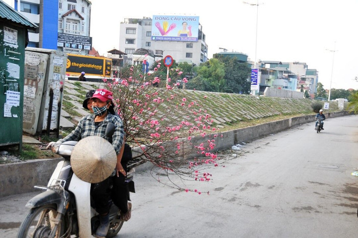 Buồn vui hoa đào sớm