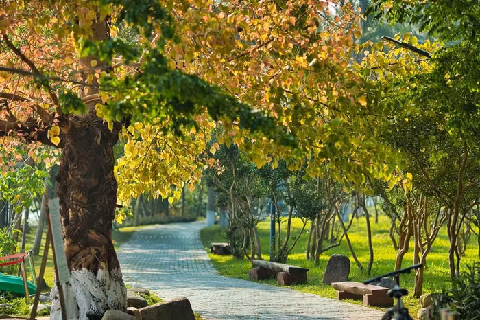 Nắng xuyên qua nhiều tầng lớp lá khiến nhiệt độ ở Ecopark luôn thấp hơi nội đô và vùng quanh xanh 3-4 độ C