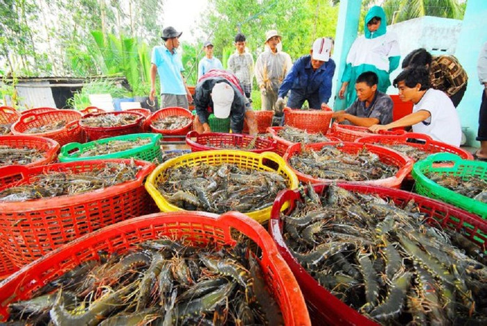 Xuất khẩu tôm sang Mỹ và Trung Quốc giảm mạnh