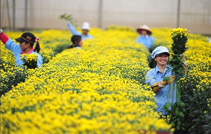 Nhật Bản, Hàn Quốc đang 'khát' hoa Đà Lạt