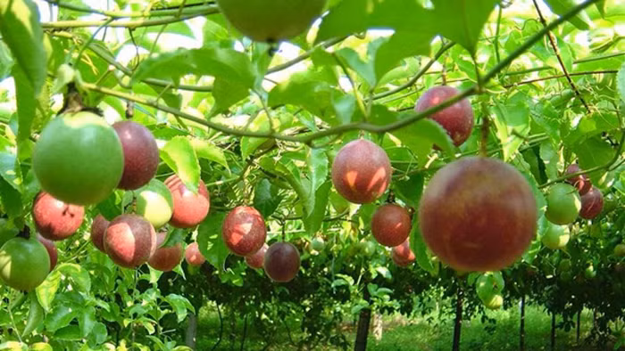 Chanh dây tươi Việt Nam sắp có cơ hội "đánh chiếm" thị trường Úc