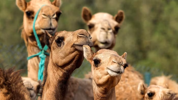 Nhân bản lạc đà: Ngành kinh doanh tiềm năng tại Dubai