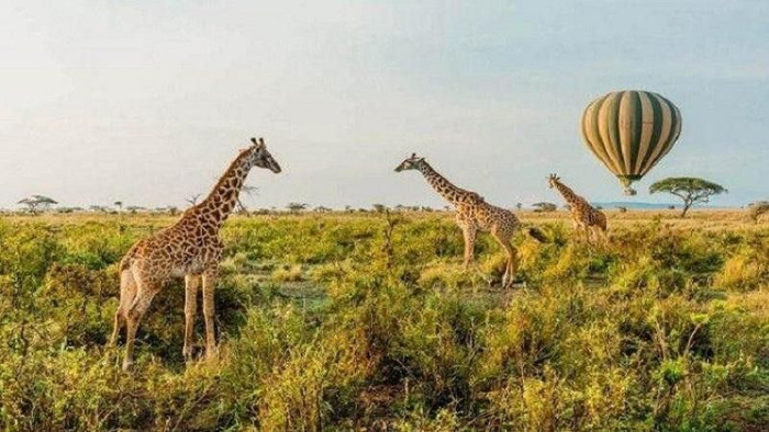 Rà soát, xác định chính xác phần diện tích đất tại Dự án Vườn thú hoang dã Safari và KDL Bình Châu