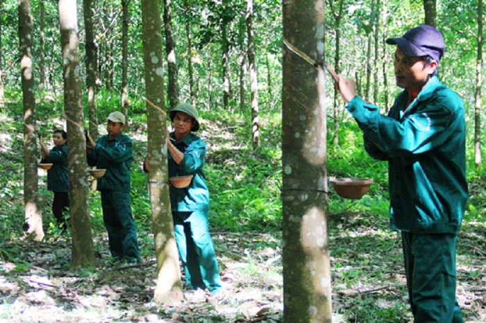 VHG: Bất thường trên báo cáo tài chính quý 2