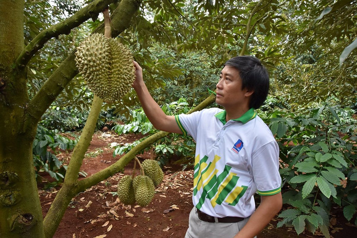 Cán bộ Phú Mỹ thường xuyên thăm hỏi hỗ trợ anh Tám chăm sóc vườn sầu riêng