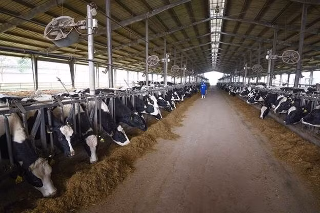 4.500 con bò sữa cao sản thuần chủng Holstein Friesian được TH True MILK nhập khẩu từ Mỹ có khả năng cho năng suất sữa đạt 12,5-13 tấn/chu kỳ, hàm lượng chất béo trong sữa đạt tới 3,6-3,8% và hàm lượng chất đạm trên 2,7%.