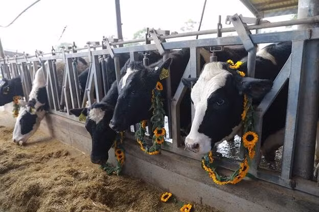 4.500 con bò sữa cao sản thuần chủng Holstein Friesian được TH True MILK nhập khẩu từ Mỹ có khả năng cho năng suất sữa đạt 12,5-13 tấn/chu kỳ, hàm lượng chất béo trong sữa đạt tới 3,6-3,8% và hàm lượng chất đạm trên 2,7%.