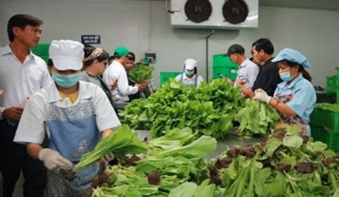 Tuần lễ thực phẩm an toàn vùng miền - một sự kiện nổi bật trong chuỗi hoạt động thuộc Chương trình Hành động vì an toàn thực phẩm năm 2022