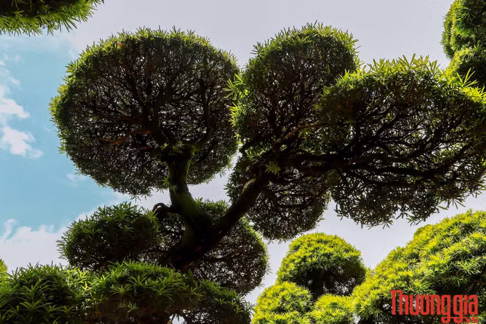 Vuon_tung_ga_dau_bac-10